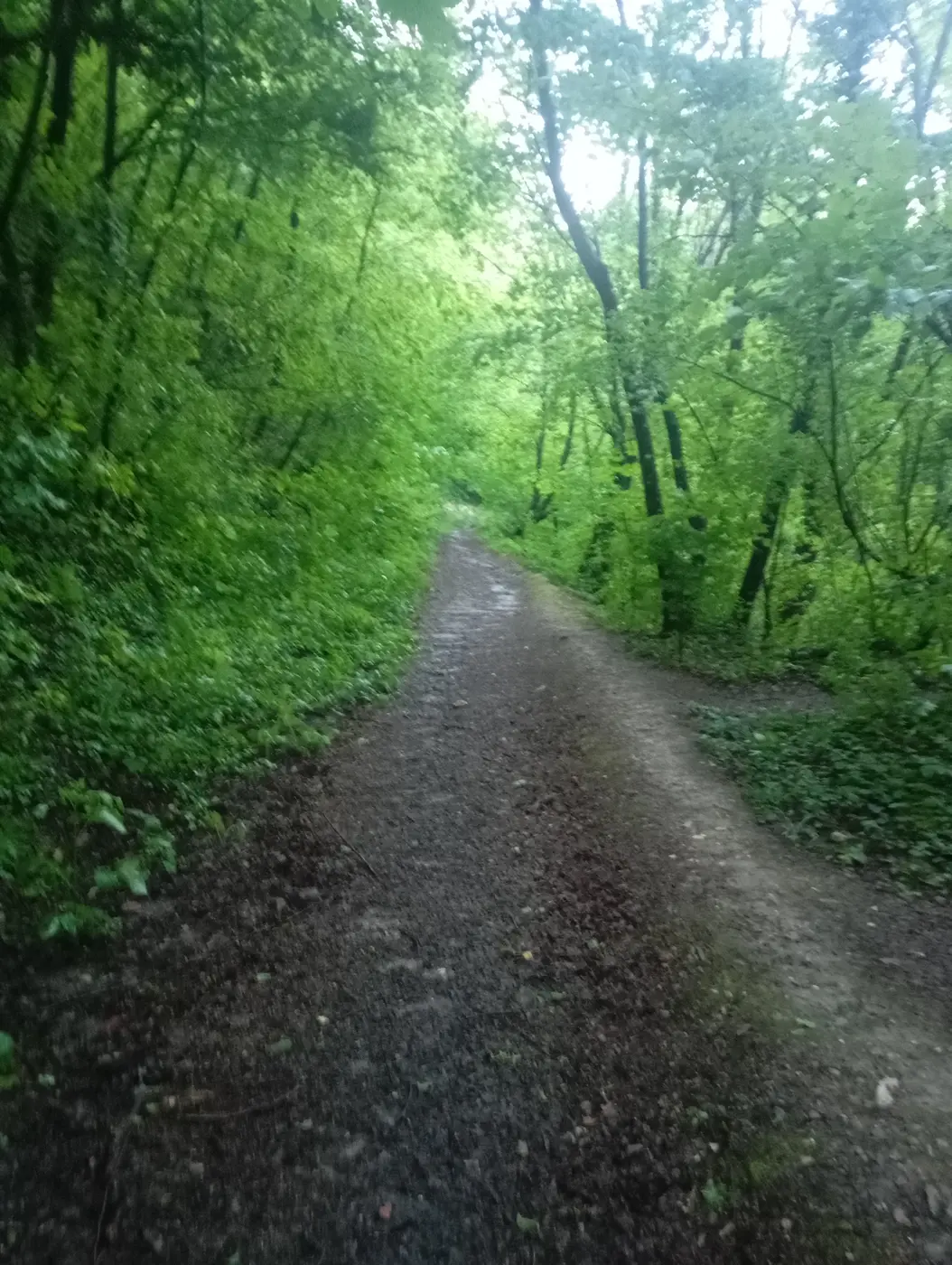 Forest running trail near Beast Cave OCR